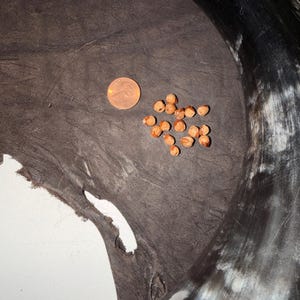 May include: A collection of small, light brown, rounded seeds arranged next to a copper-colored US penny for scale. These items are positioned on a dark, textured, irregular piece of leather, partially framed by a curved, polished black and white horn.