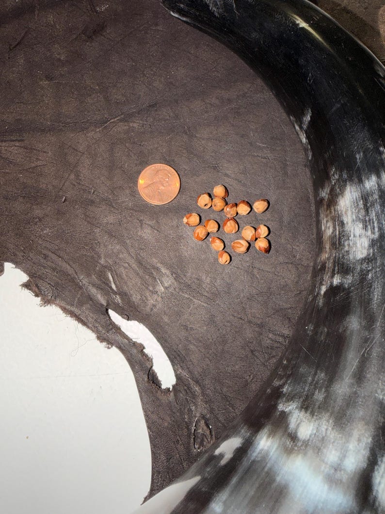 May include: A collection of small, light brown, rounded seeds arranged next to a copper-colored US penny for scale. These items are positioned on a dark, textured, irregular piece of leather, partially framed by a curved, polished black and white horn.
