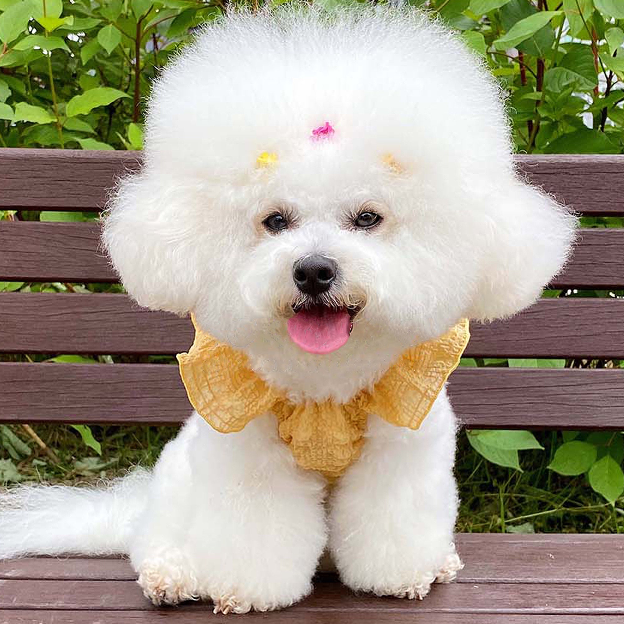 Bubble Crop Top Dog Summer Tshirt Dog Shirt Tops Dog Etsy