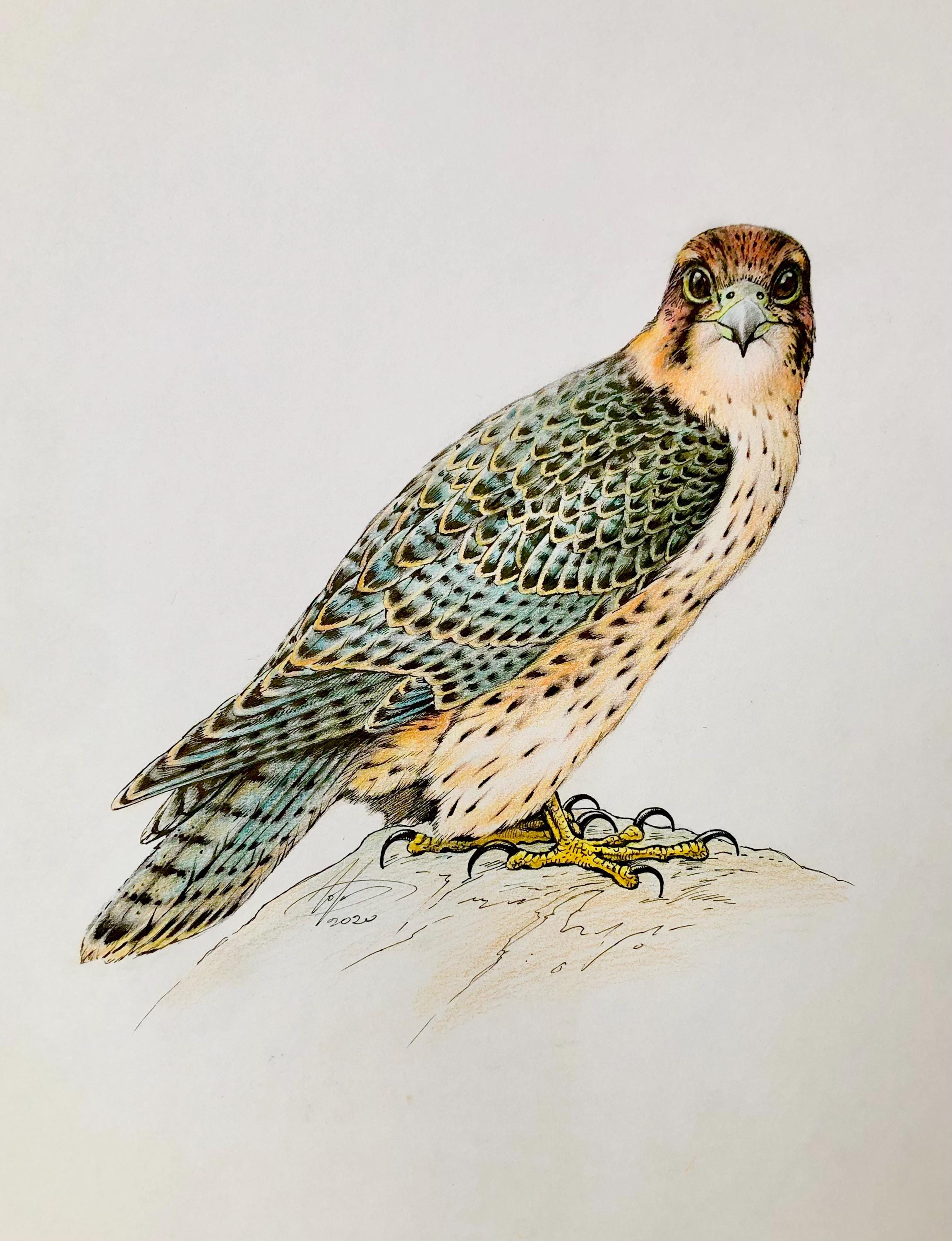 Falcon Colored Realistic Falcon Drawing, Colored Pencil Bird Art, Gentleman British ...