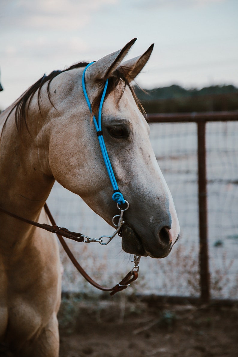 Rope Headstall image 5