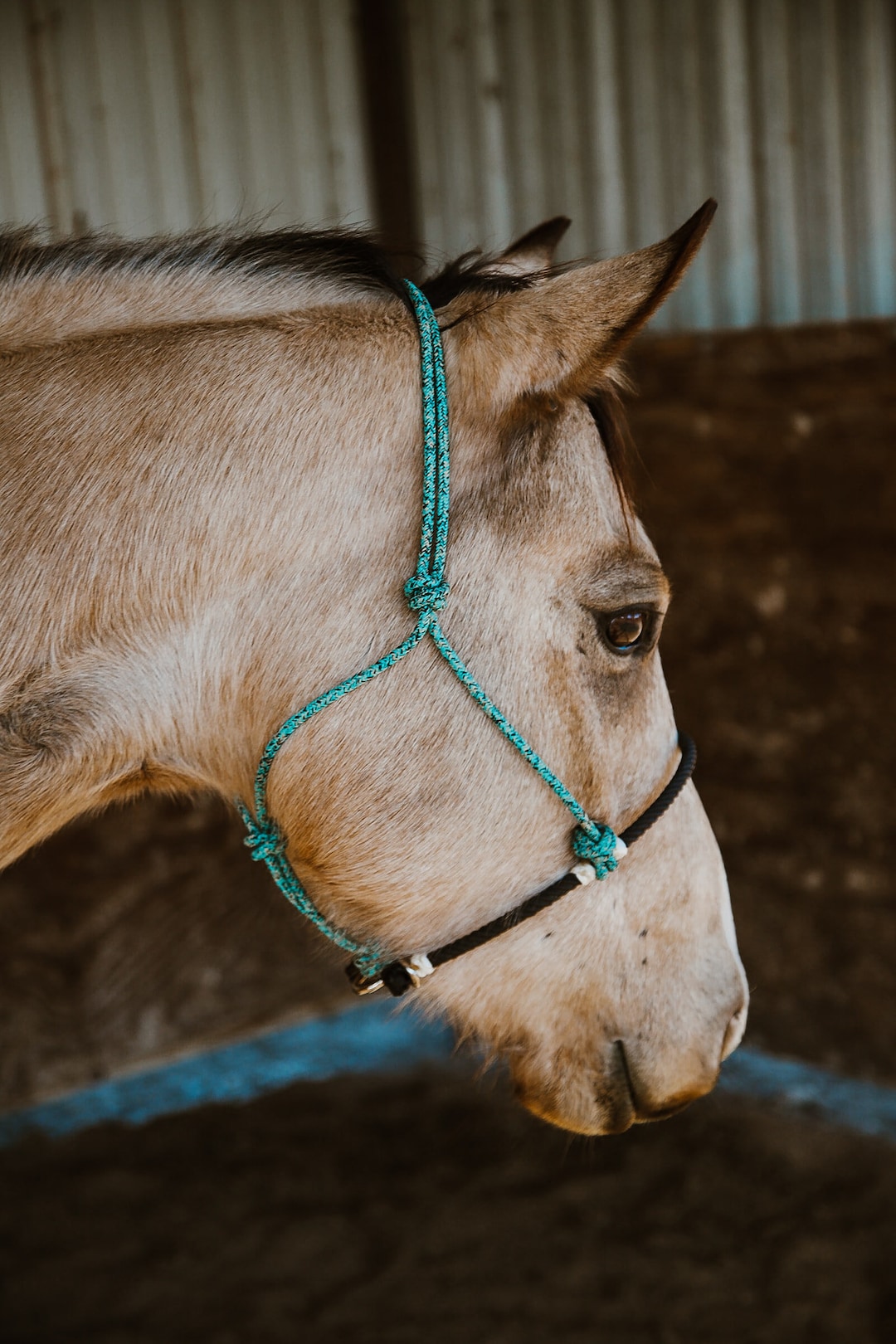Rope Noseband Halter Etsy