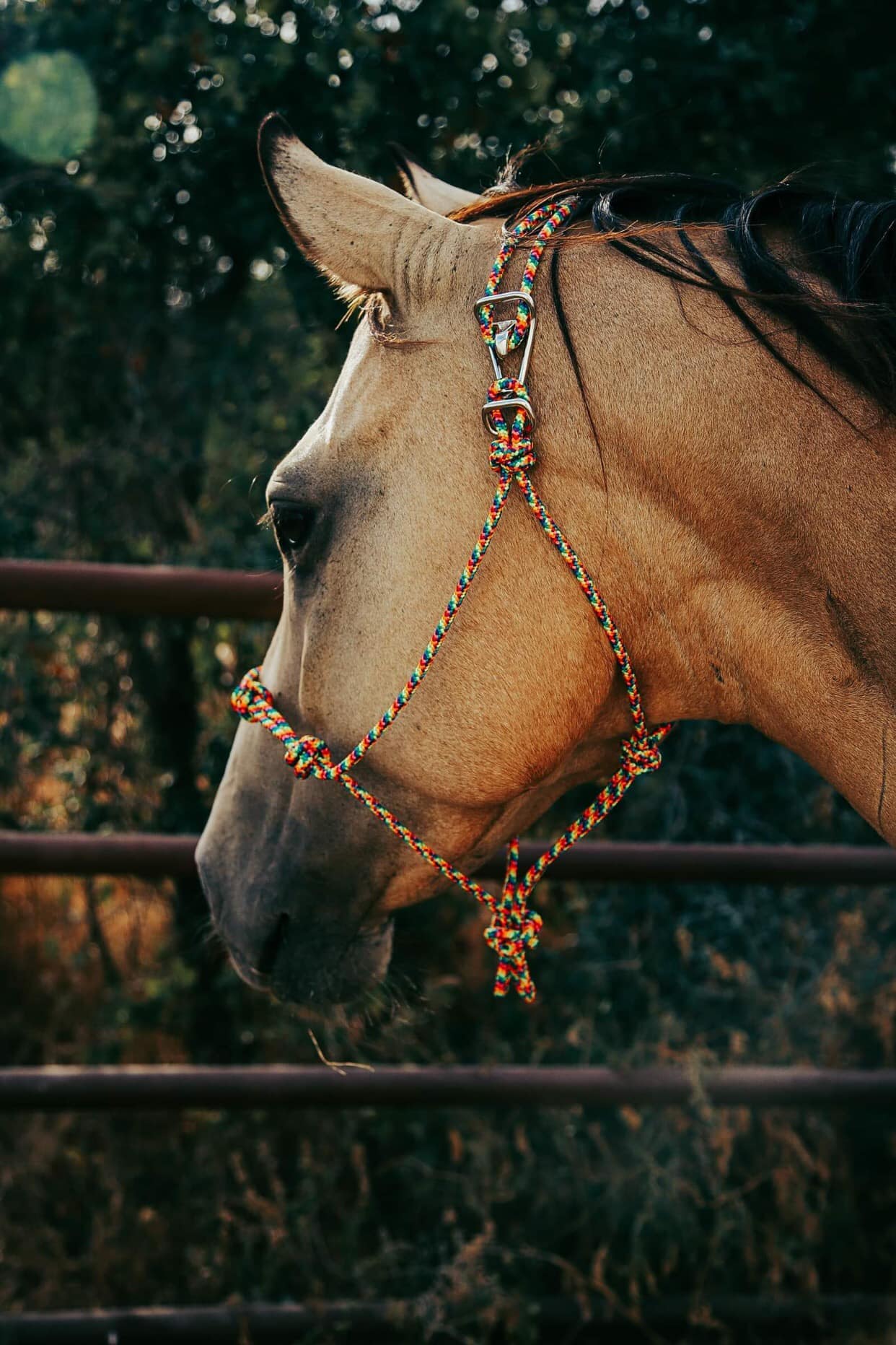 Stiff Rope Halters Easy On 1/4
