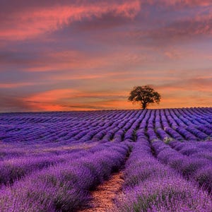 Purple Lavender Field at Pink Sunset in Provence art print - Digital Download, vision board photo, travel lover gift for her