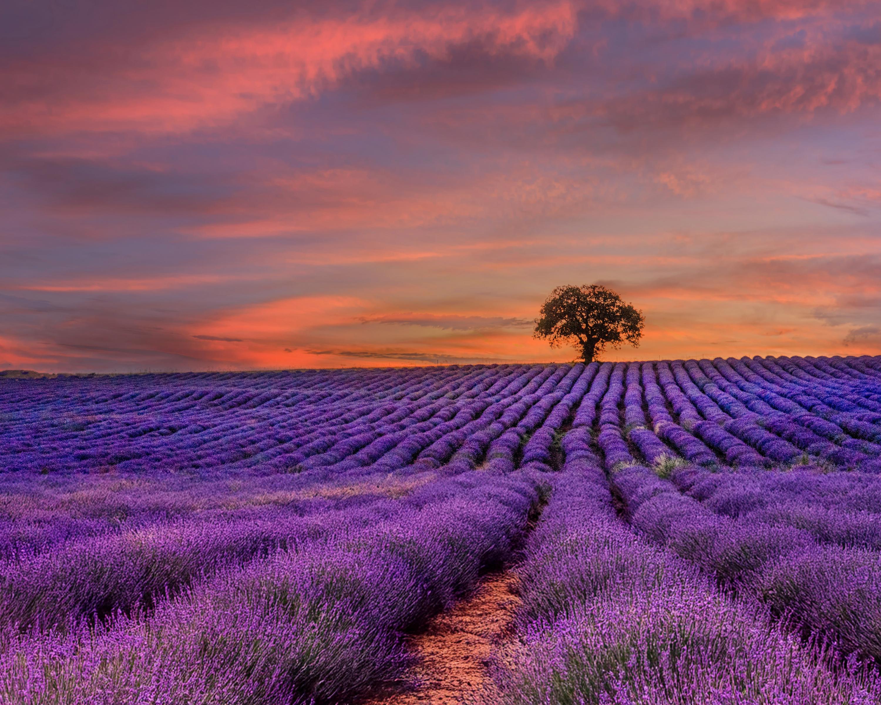 Provence Lavender Field Sunset Art Print (digital Download) - Etsy, image size:3000x2400