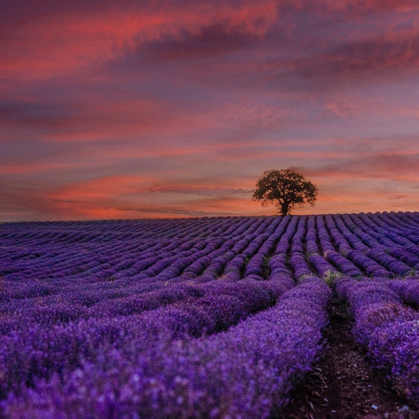 Purple Lavender Field at Pink Sunset in Provence art print - Digital Download, vision board photo, travel lover gift for her