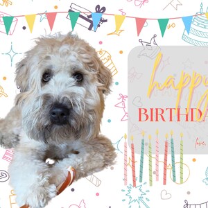 Carte d'anniversaire Wheaten Terrier – Kenny Rogers le chien