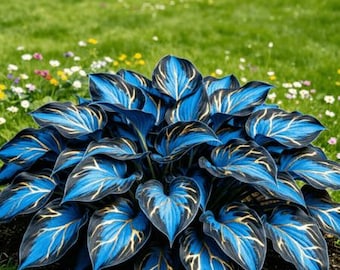 Bulbo de Hosta First Frost – Planta perene para jardim sombreado com folhas verde-azuladas e brancas.