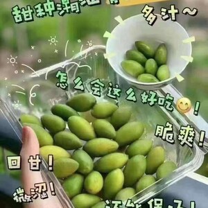 Fresh Olive中国新鲜甜檀香橄榄2lb