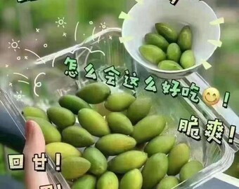 Fresh Olive中国新鲜甜檀香橄榄2lb