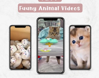 Cute Dogs and Cats Funny Videos - Etsy Cute Dogs and Cats Funny Videos - Etsy