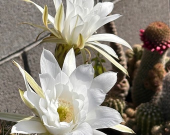 5” White Easter  Lily Cactus Ready to Bloom   Echinopsis oxygona Bare-root live plant