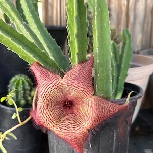 Starfish Stapelia Glandiflore Cactus Plant 4 Cuttings 6” Starter
