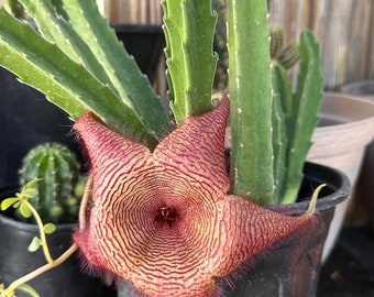 8” Stapelia Cactus Rooted Plant Bareroot