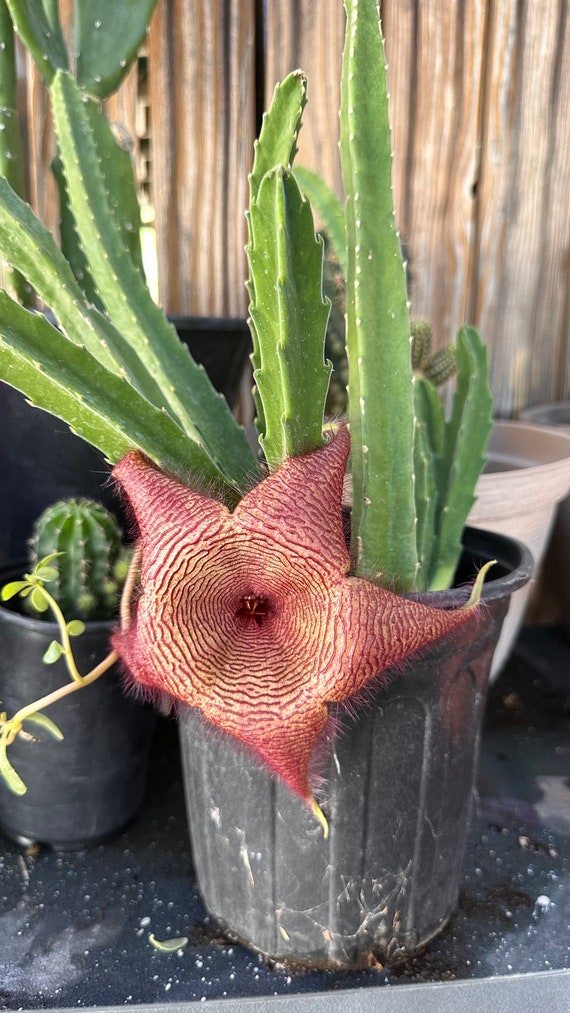 Starfish Stapelia Glandiflore Cactus Plant 4 Cuttings 6” Starter
