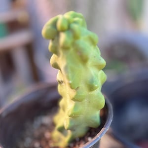 5” Totem Pole Cactus Rooted Bareroot Pachycereus schottii