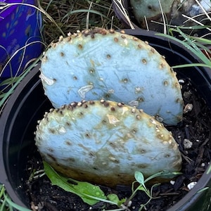 Rooted Violet Pricklypear  Santa Rita purple  Prickly Pear Pads   Opuntia gosseliniana Nopal Cactus Plant
