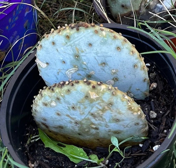Rooted Violet Pricklypear  Santa Rita purple  Prickly Pear Pads   Opuntia gosseliniana Nopal Cactus Plant