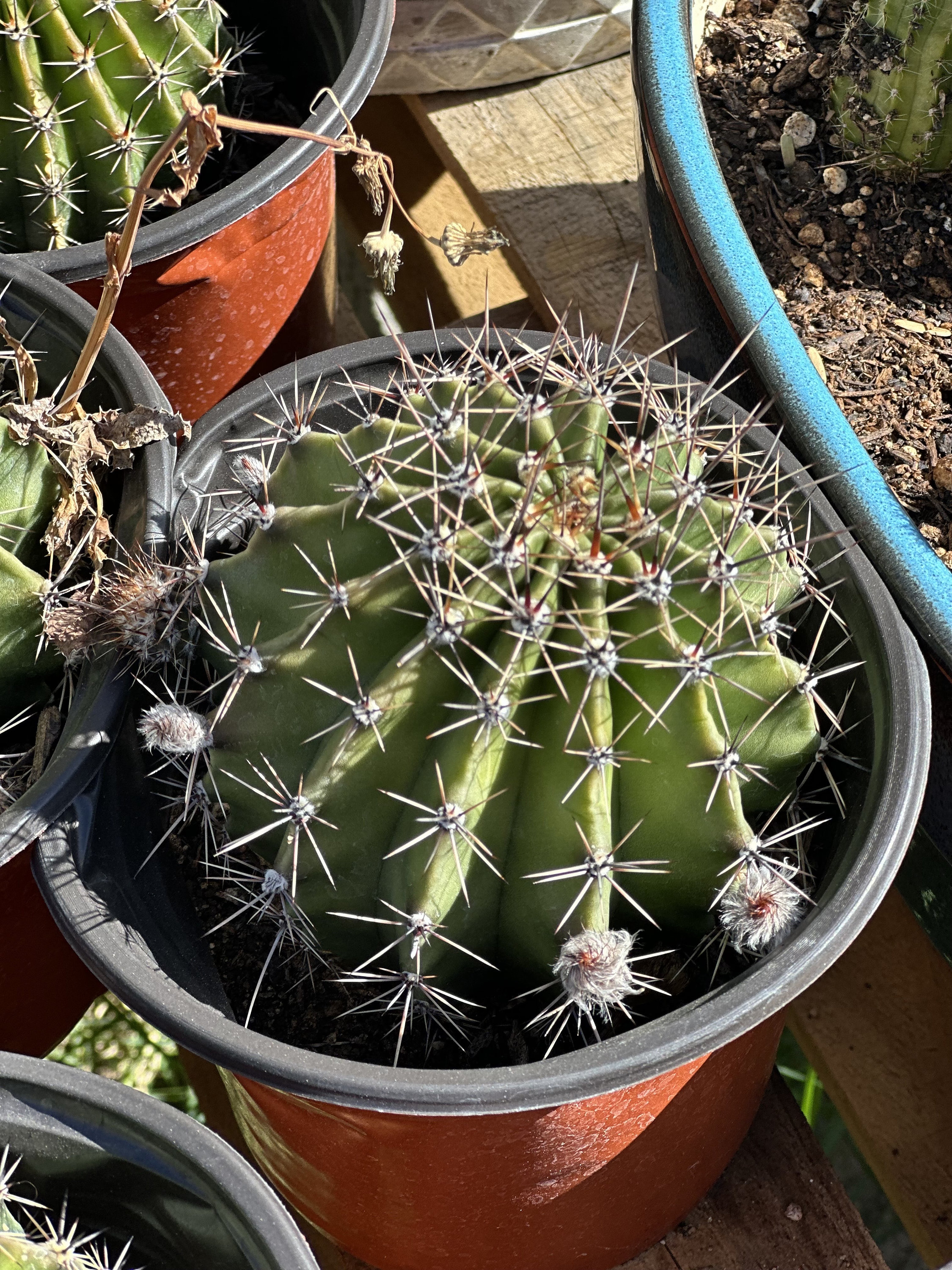 5 White Easter Lily Cactus Echinopsis Oxygona Bare-root Live Plant - Etsy