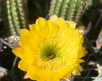 6” Arizona Golden Torch Cactus Cuttings Trichocereus spachianus