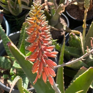 Aloe Vera Barbadensis Miller Plant Edible Ayurvedic Sweet Gel Skin Hair Beauty Care