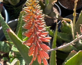 Aloë Vera Barbadensis Miller Plant Eetbare Ayurvedische Zoete Gel Huid Haarschoonheidsverzorging