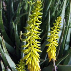8" Aloe Vera Barbadensis Miller Cactus Live Plant Edible Ayurvedic Herb bareroot