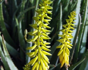 8&quot; Aloë Vera Barbadensis Miller Cactus Live Plant Eetbaar Ayurvedisch kruid bareroot