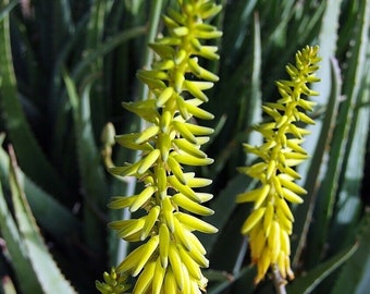 8" Aloe Vera Barbadensis Miller Cactus Live Plant Edible Ayurvedic Herb bareroot