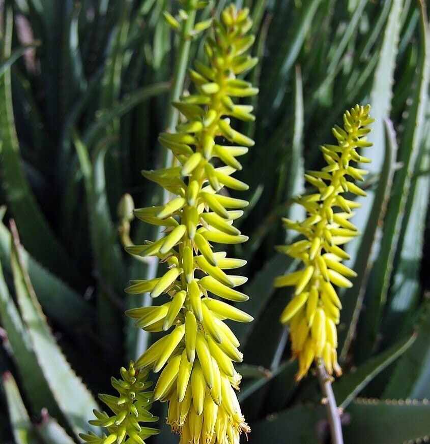 Aloe Vera Barbadensis Miller Cactus Live Plant Edible Ayurvedic Herb  Bareroot - Etsy