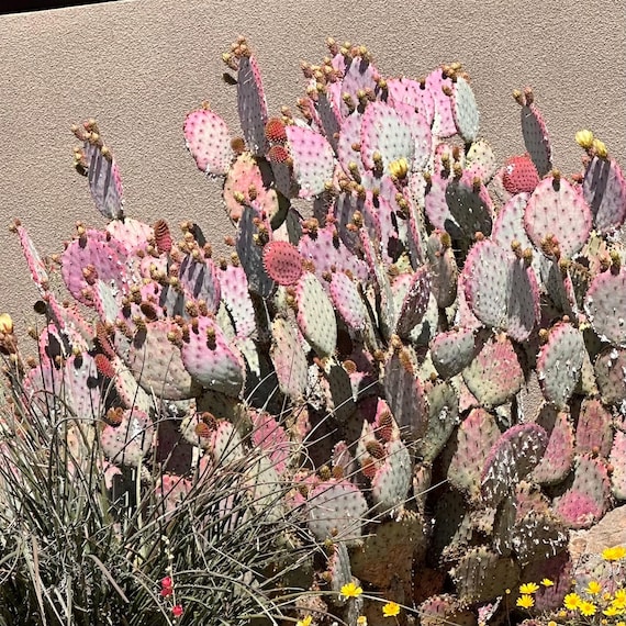Opuntia Santa Rita Prickly Pear Purple Cactus  (8 Pads) Nopal Cactus