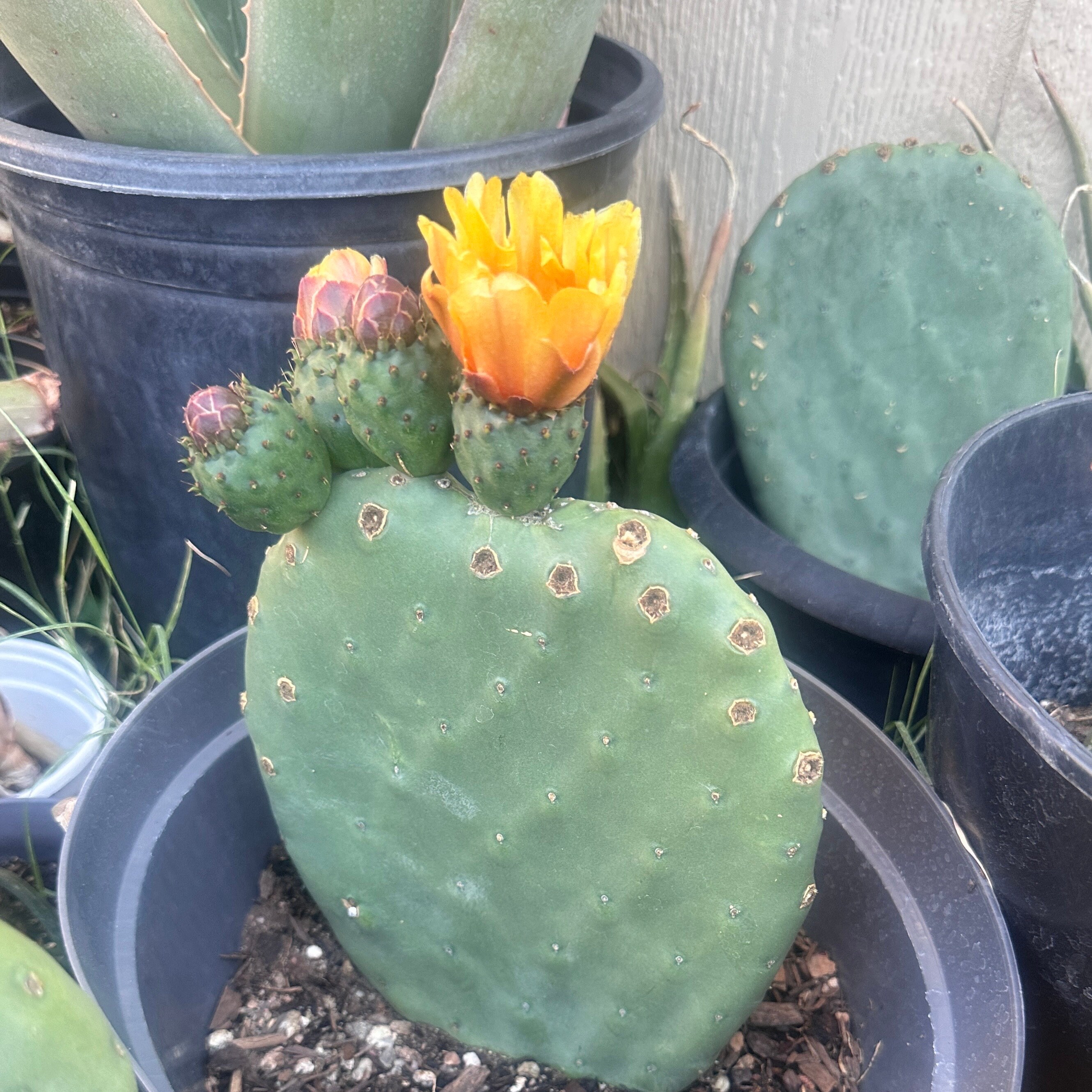 Creation Cultivated - Live Spineless Prickly Pear Cactus - Opuntia cacanapa Creation Cultivated - Live Spineless Prickly Pear Cactus - Opuntia cacanapa