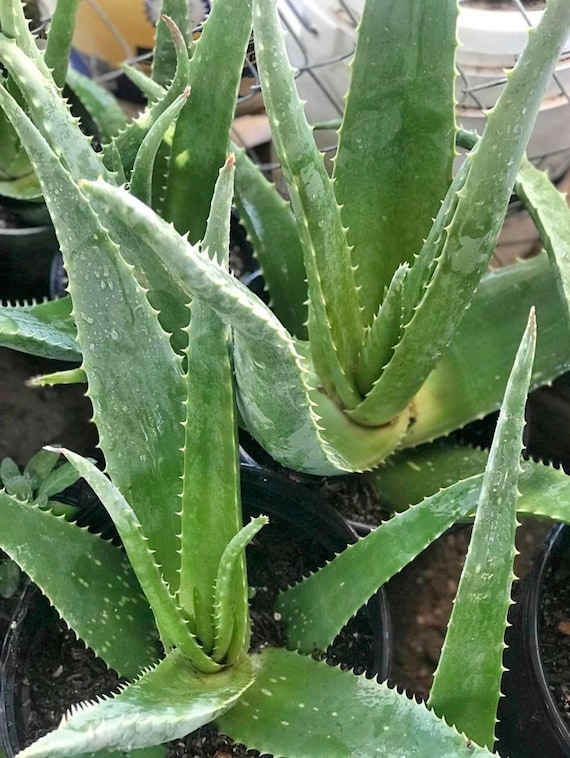 12” Aloe  Vera Cactus Plant Ayurvedic Herbal Holistic Natural  Health Beneficial