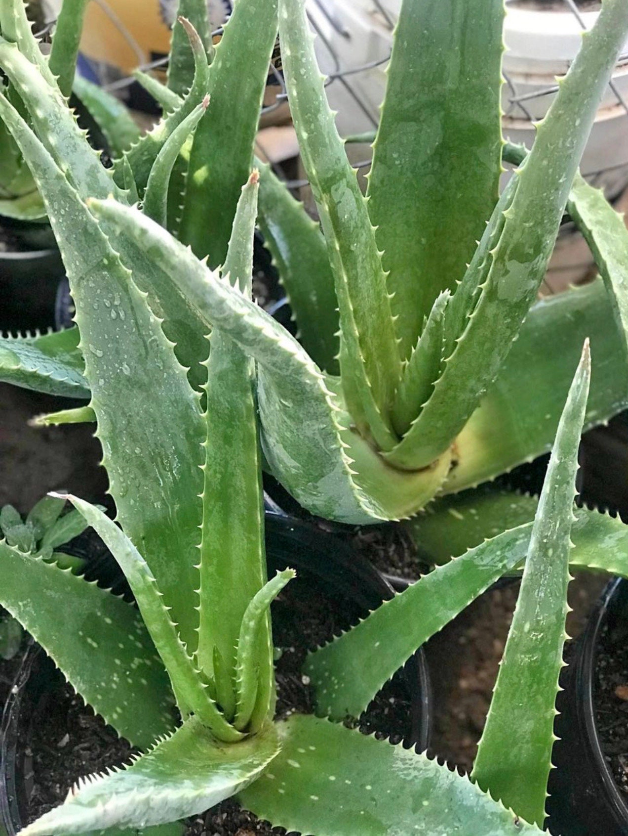 12-inch aloë vera cactusplant ayurvedische kruiden holistisch natuurlijk gezond heilzaam