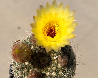 3-4” Parodia  cactus  live cactus plant