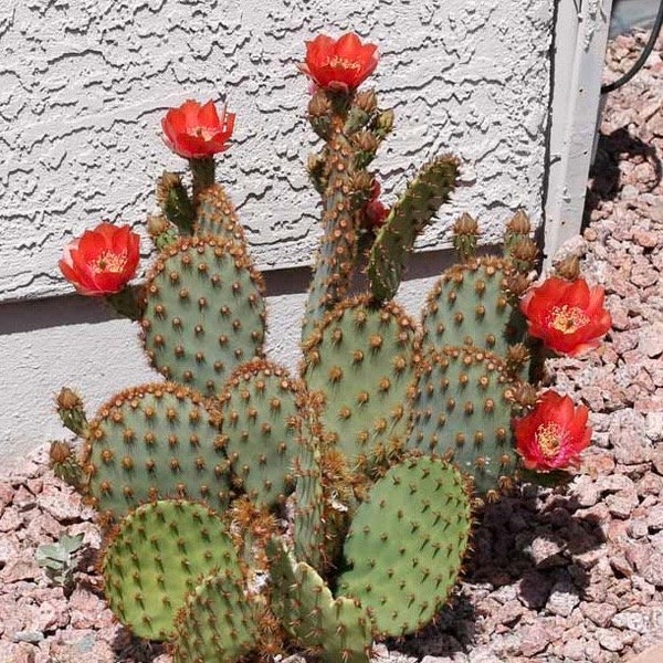 Rooted Cactus Pad Opuntia aciculata  Chenille prickly pear  Bareroot