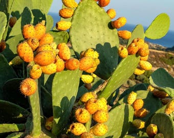 Árbol frutal de nopal chumbera (4 paletas) Opuntia Ficus-Indica Burbank Nopal comestible sin espinas