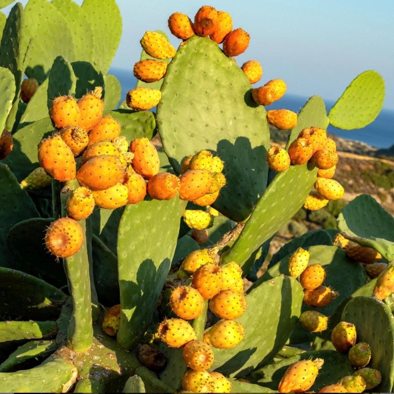 Cactus cacti nopal France