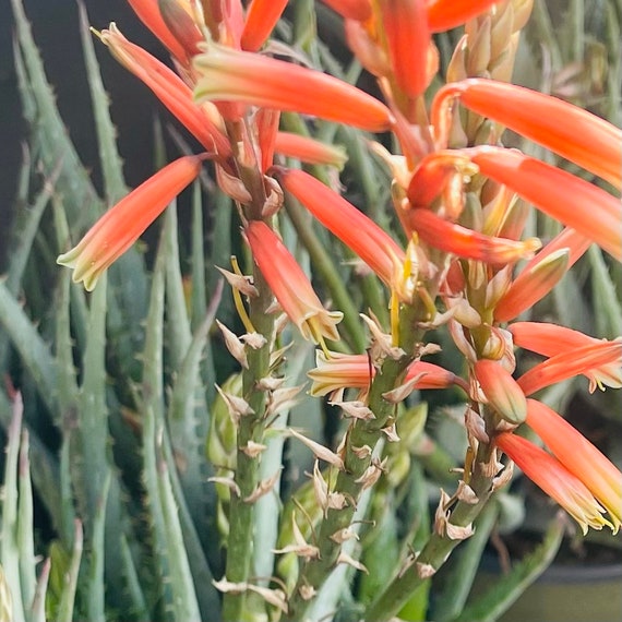 8” Blue Elf Aloe Hardy Live Plant with Orange flower