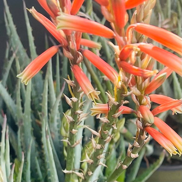 18” Blue Elf Aloe Hardy Live Plant with Orange flower