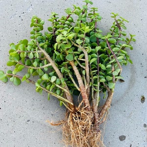 Portulacaria Afra  Air Purifier Good Luck Jade Tree Bonsai Elephant Bush Plant Edible