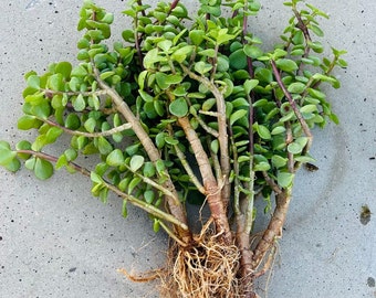 snake plants lowes Fernwood Snake Plant main image 1