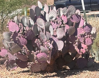 8 pads - Violet Pricklypear Santa Rita purple   & Ficus- Indica Burbank  Spineless Prickly Pear Pads Ready to Plant or pet food