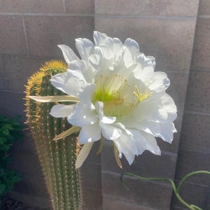 6” Arizona Golden Torch Cactus Cuttings Trichocereus spachianus.