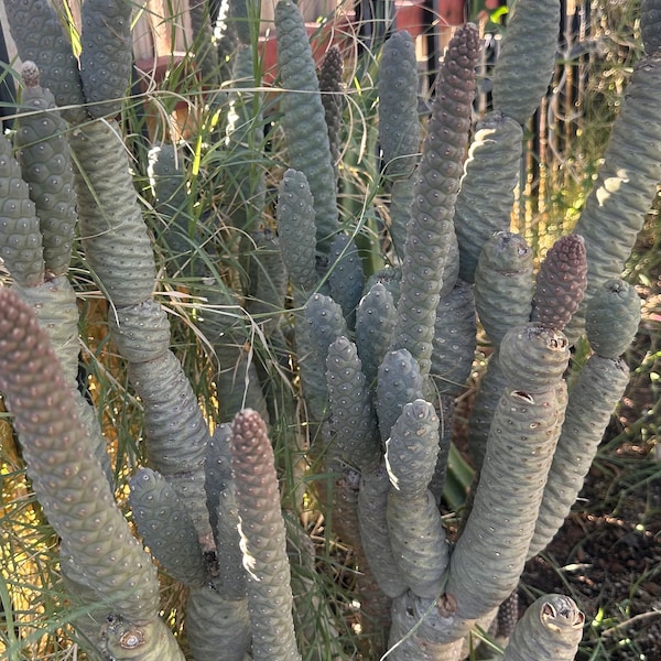 Cactus Pomme De Pin Enraciné Tephrocactus Articulatus Aux Pieds Nus
