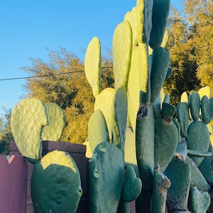 6 pads Prickly Pear Opuntia Ficus-Indica Burbank Spineless Nopal Edible Superfood Pads Ready to Plant Pet Food Tortoise Iguana