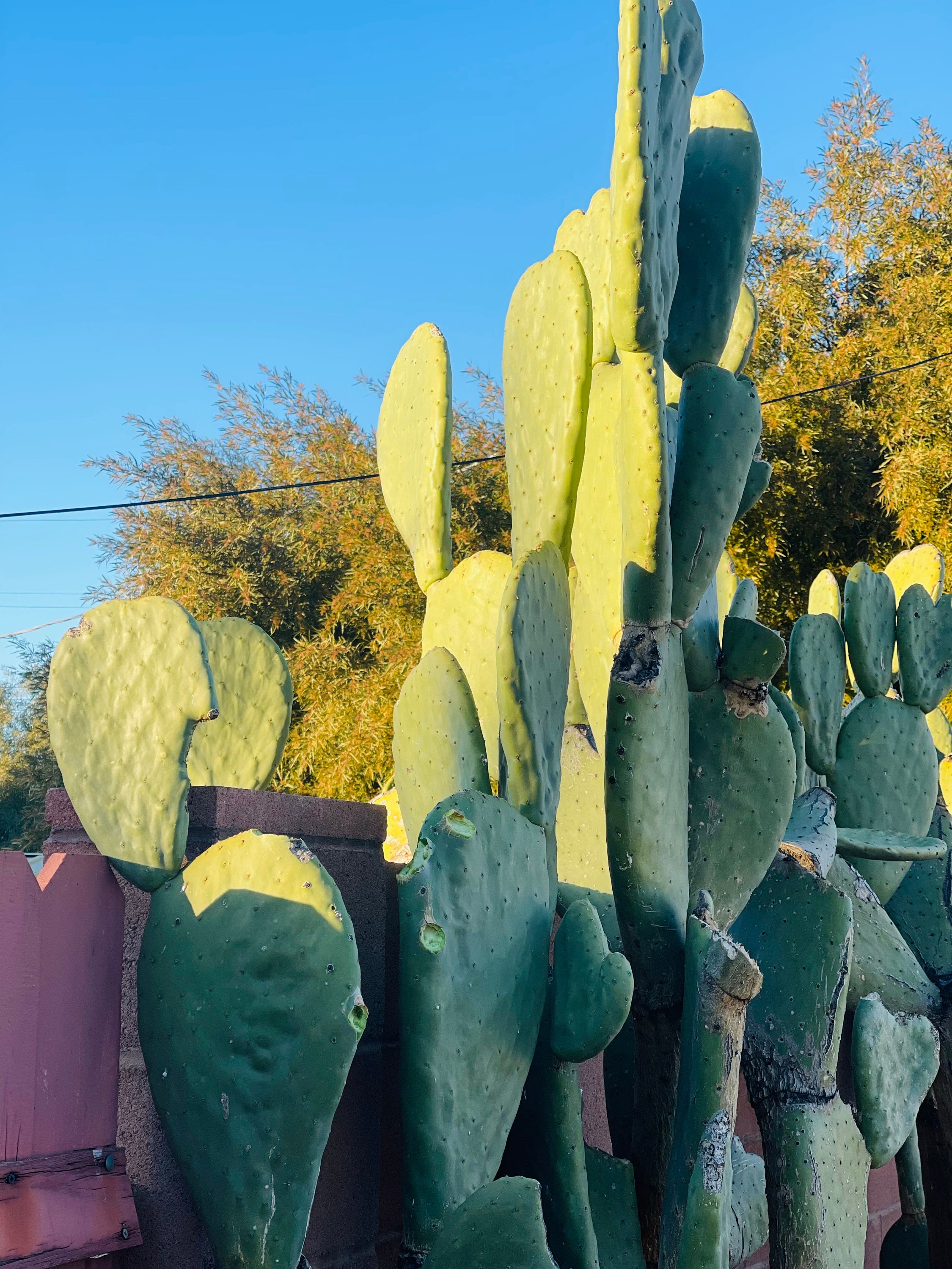 Nala ナラ　Cactus all in one Mini Nopalea Cochenillifera 'cochineal Nopal' Green Cactus
