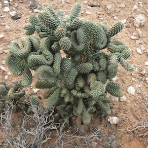 Rooted Cholla Cylindropuntia fulgida mamillata  Boxing Glove Cholla Crested Cactus