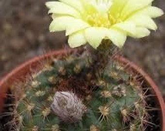 3-4” Parodia cactus levende cactusplant