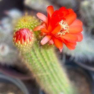 8” Arizona Golden Torch Cactus Cuttings Trichocereus spachianus.